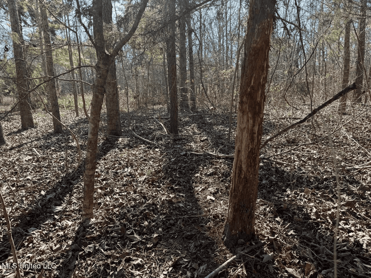 Tensas Riverfront Hunting Land Concordia Parish, LA