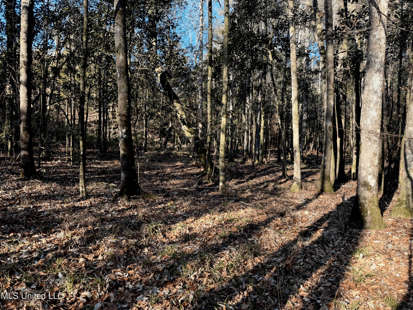 South MS Camp and Land Bordering the National Forest