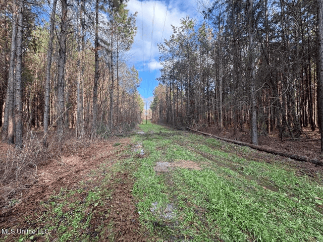 140 Acres with Farmhouse in Lorman, Mississippi