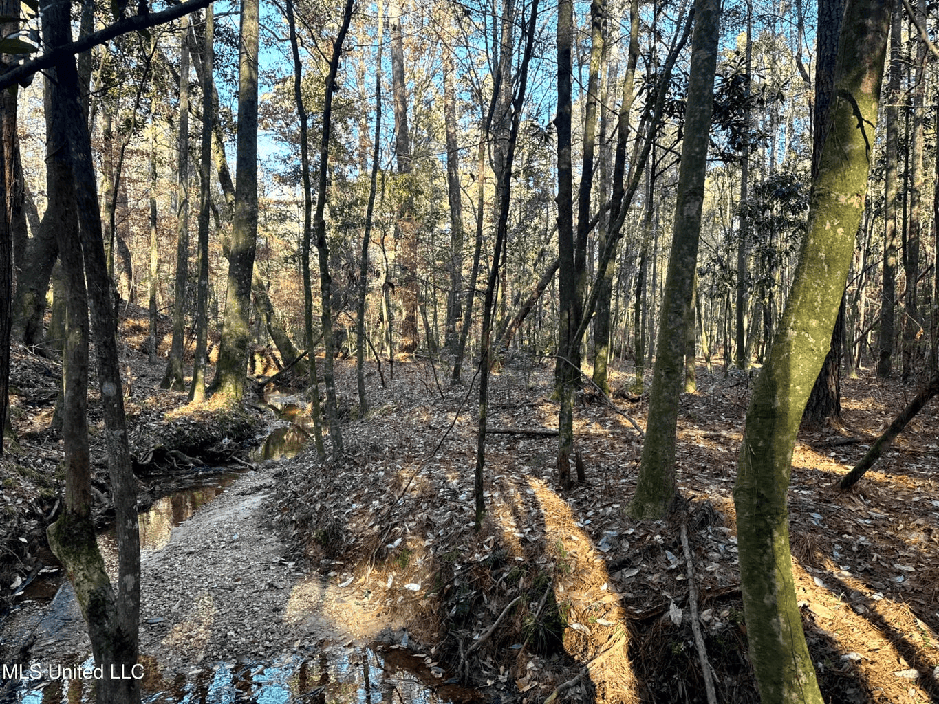 South MS Camp and Land Bordering the National Forest