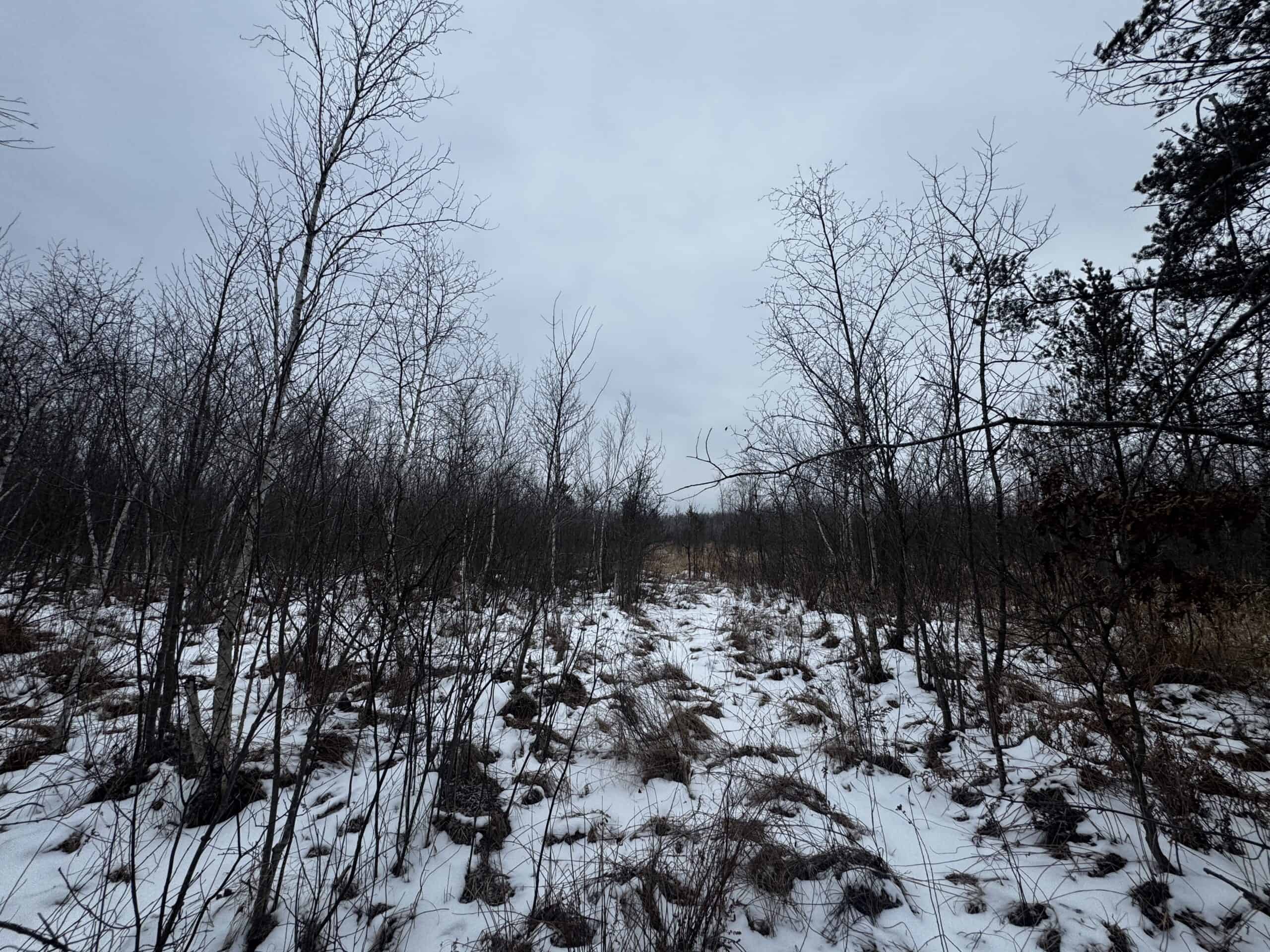 81.64± Acre Parcel in the Town of Clearfield, Juneau County