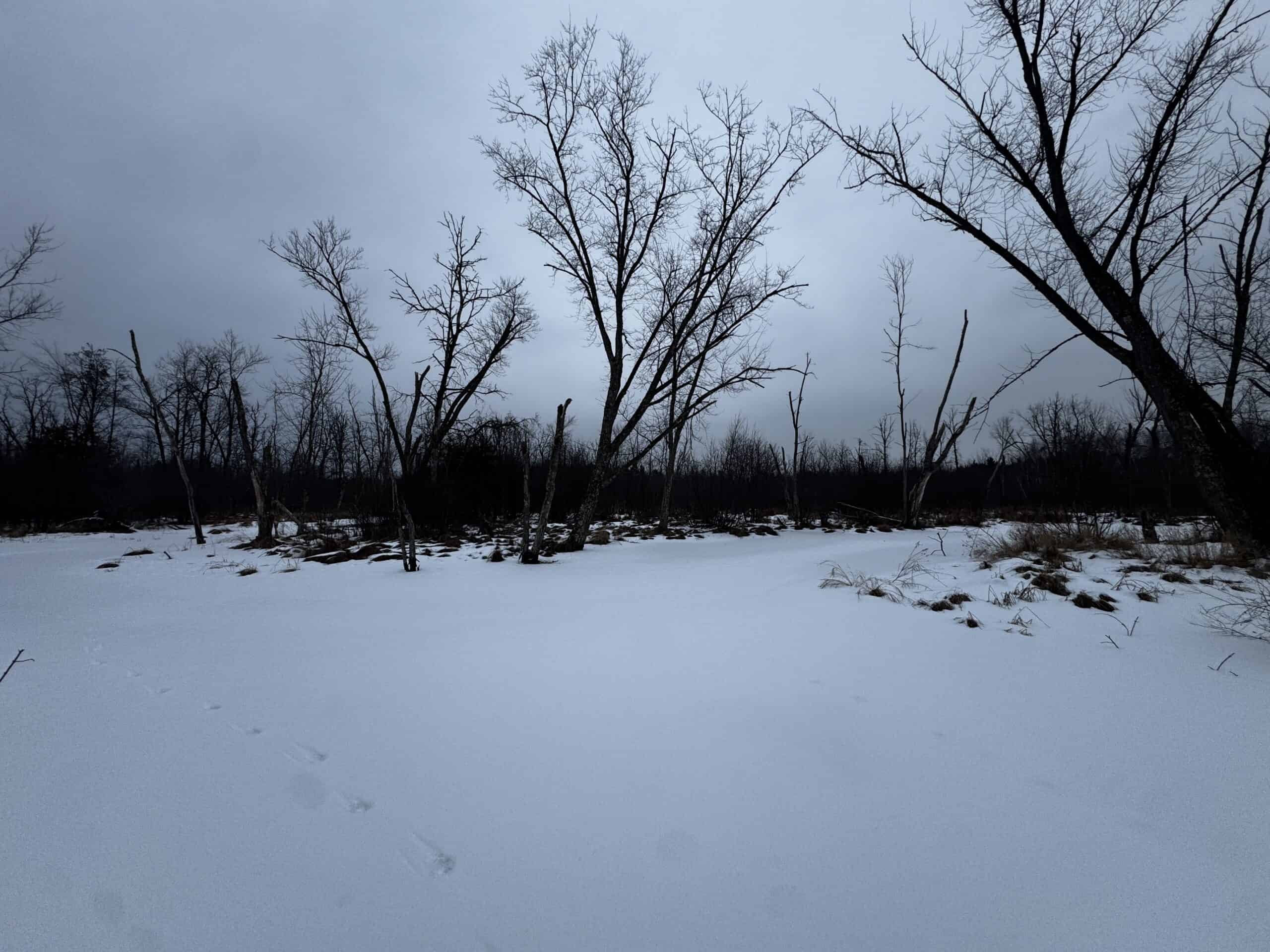 81.54± Acre Parcel in the Town of Clearfield, Juneau County