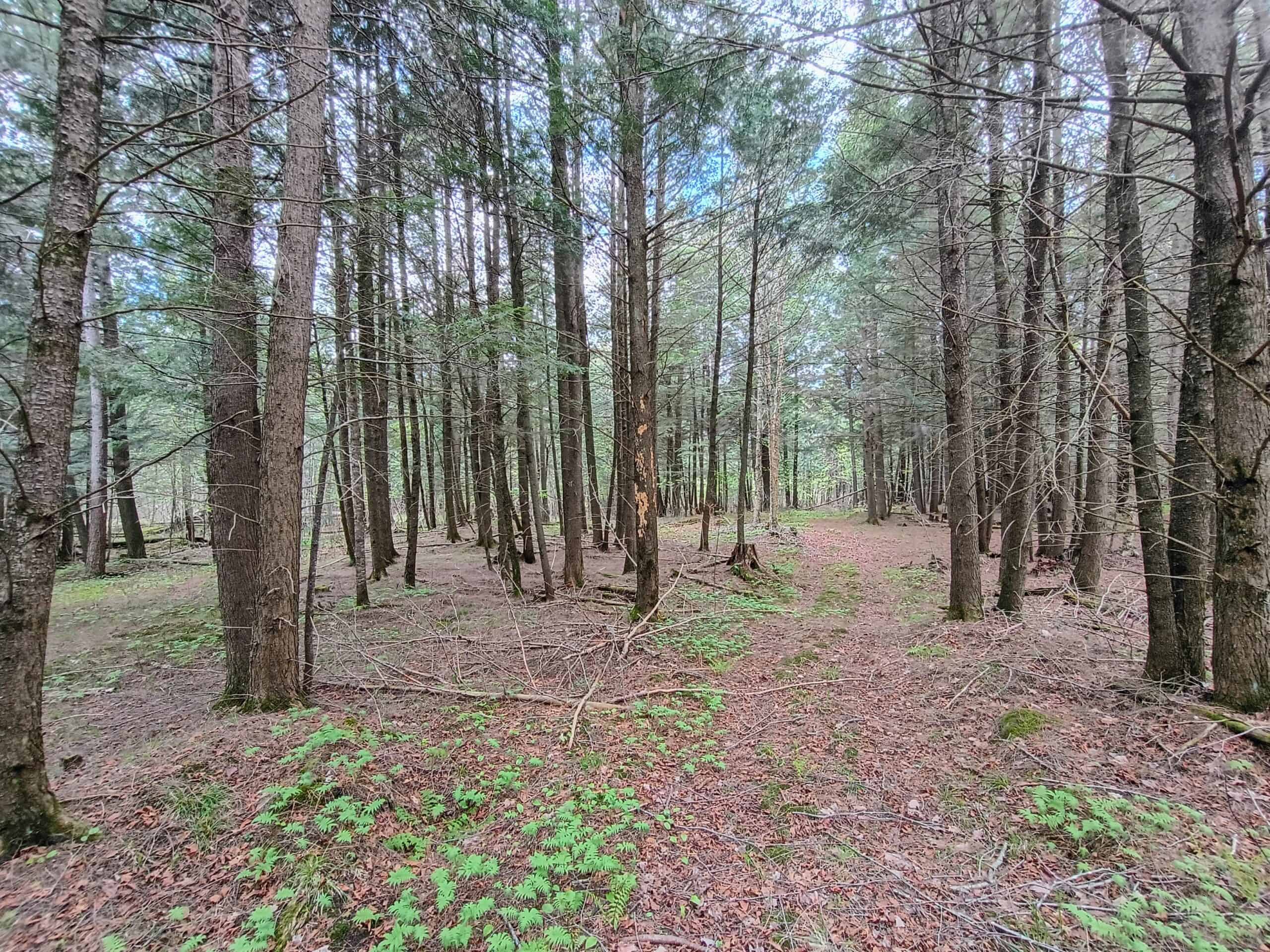 Custom Built Home with 65.8 ± Acres for Sale in Park Falls, WI