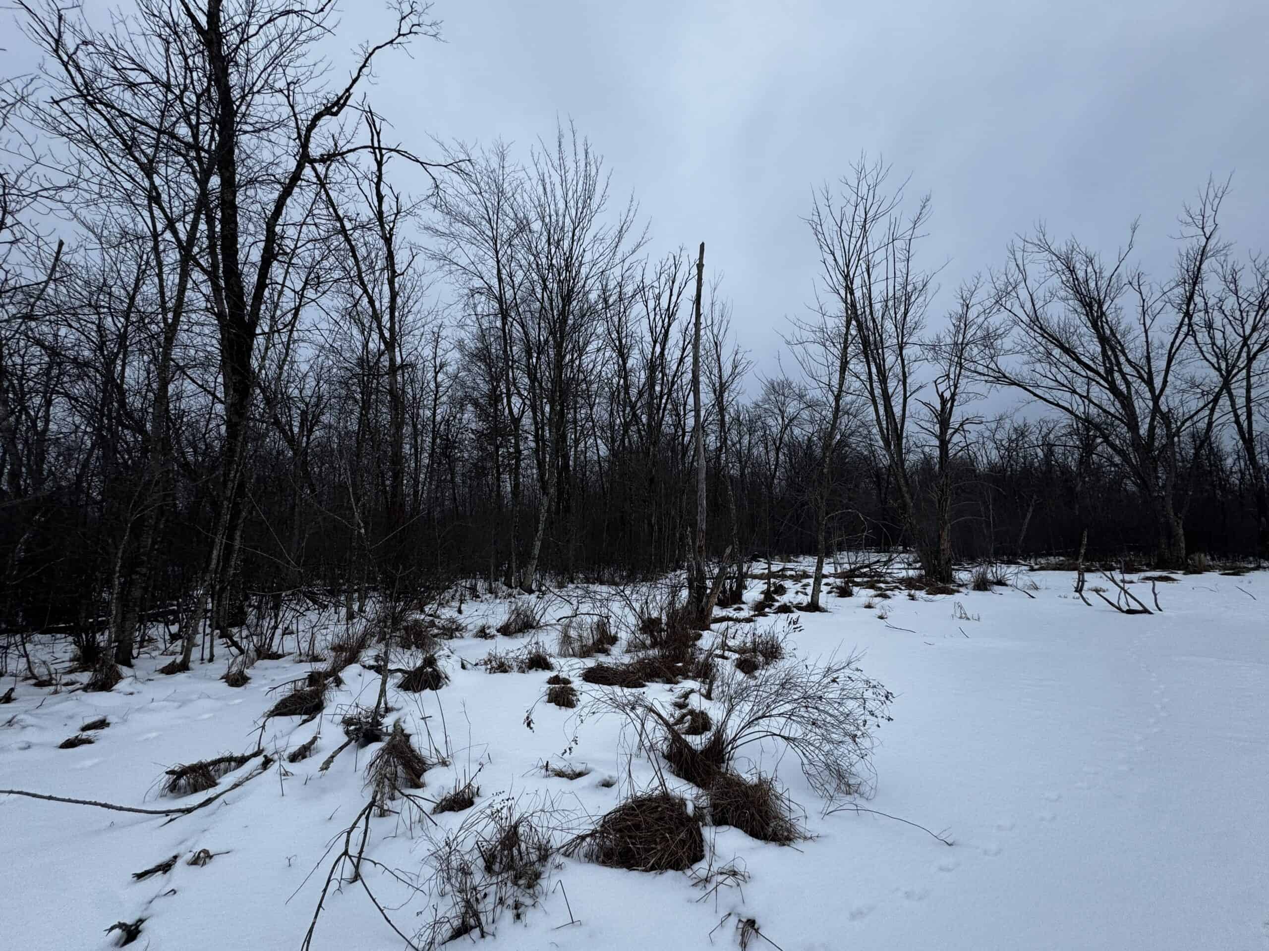 81.54± Acre Parcel in the Town of Clearfield, Juneau County