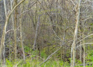 Premier Hunting Parcel in Clark County, Missouri