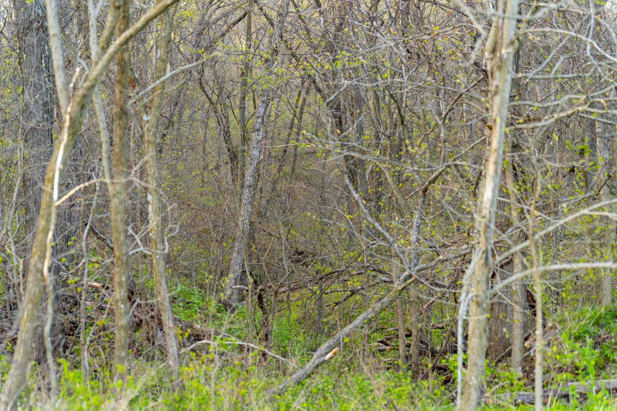 Premier Hunting Parcel in Clark County, Missouri