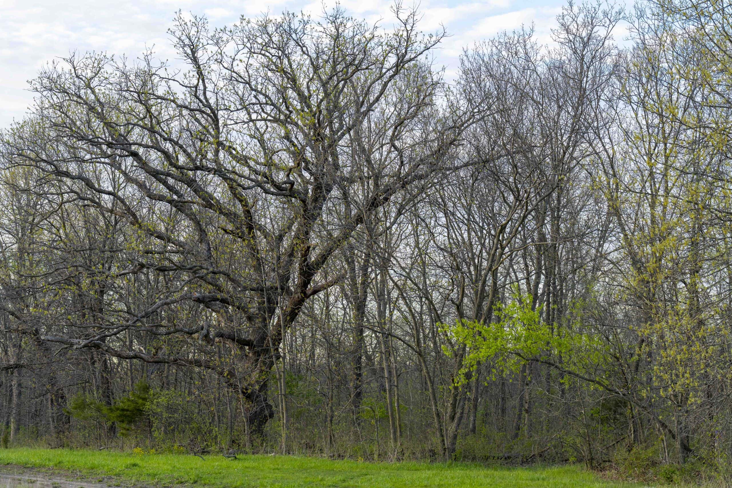 66-Acre Hunting Property in Northwest Clark County, Missouri