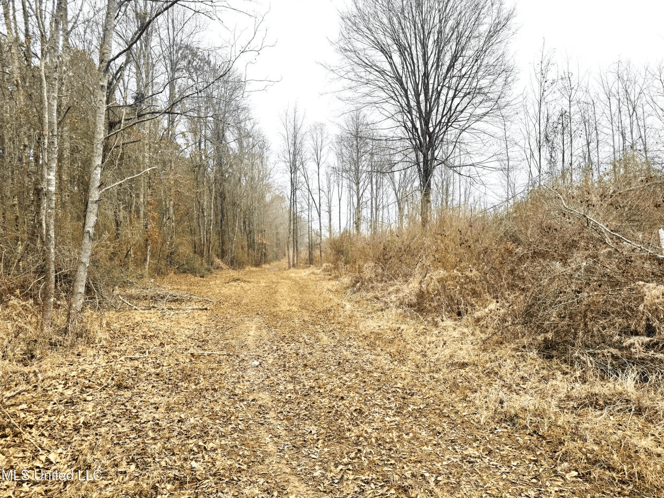 Hunting & Homesite Land Near Tylertown, MS