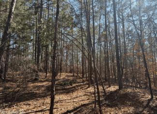 Hunting Land for Sale in Yalobusha County, MS