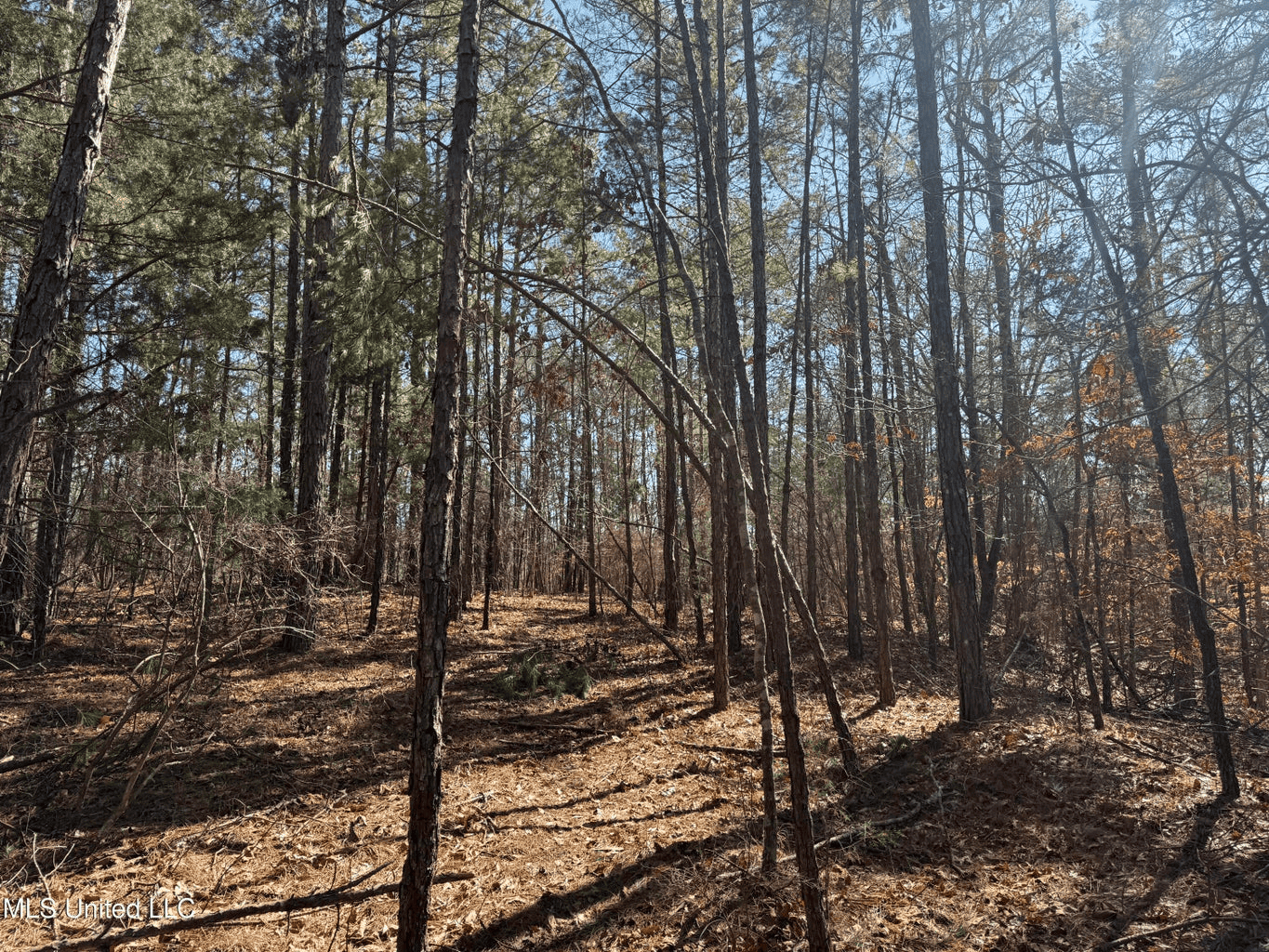 Hunting Land for Sale in Yalobusha County, MS