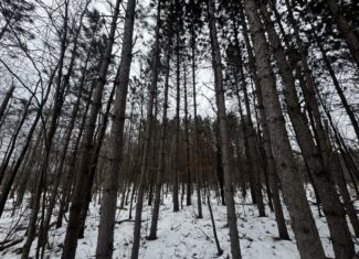 81.64± Acre Parcel in the Town of Clearfield, Juneau County
