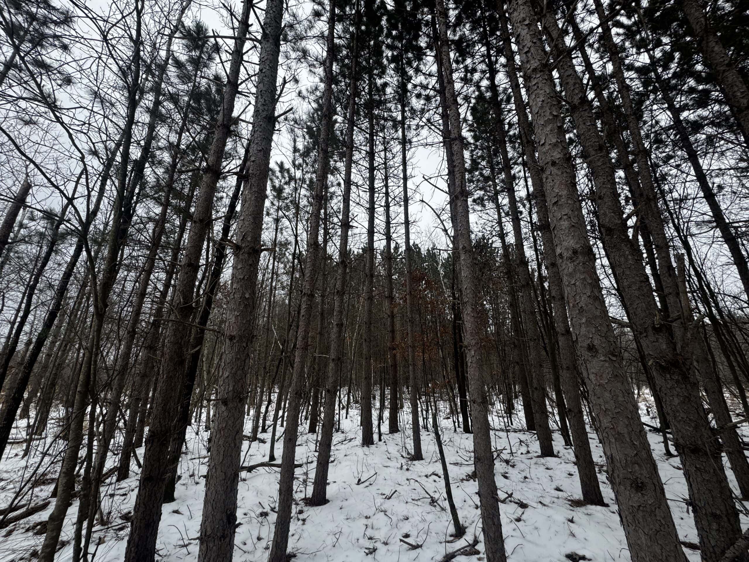 81.64± Acre Parcel in the Town of Clearfield, Juneau County
