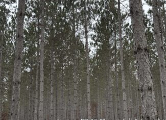 80± acre parcel in the Town of Necedah, Juneau County