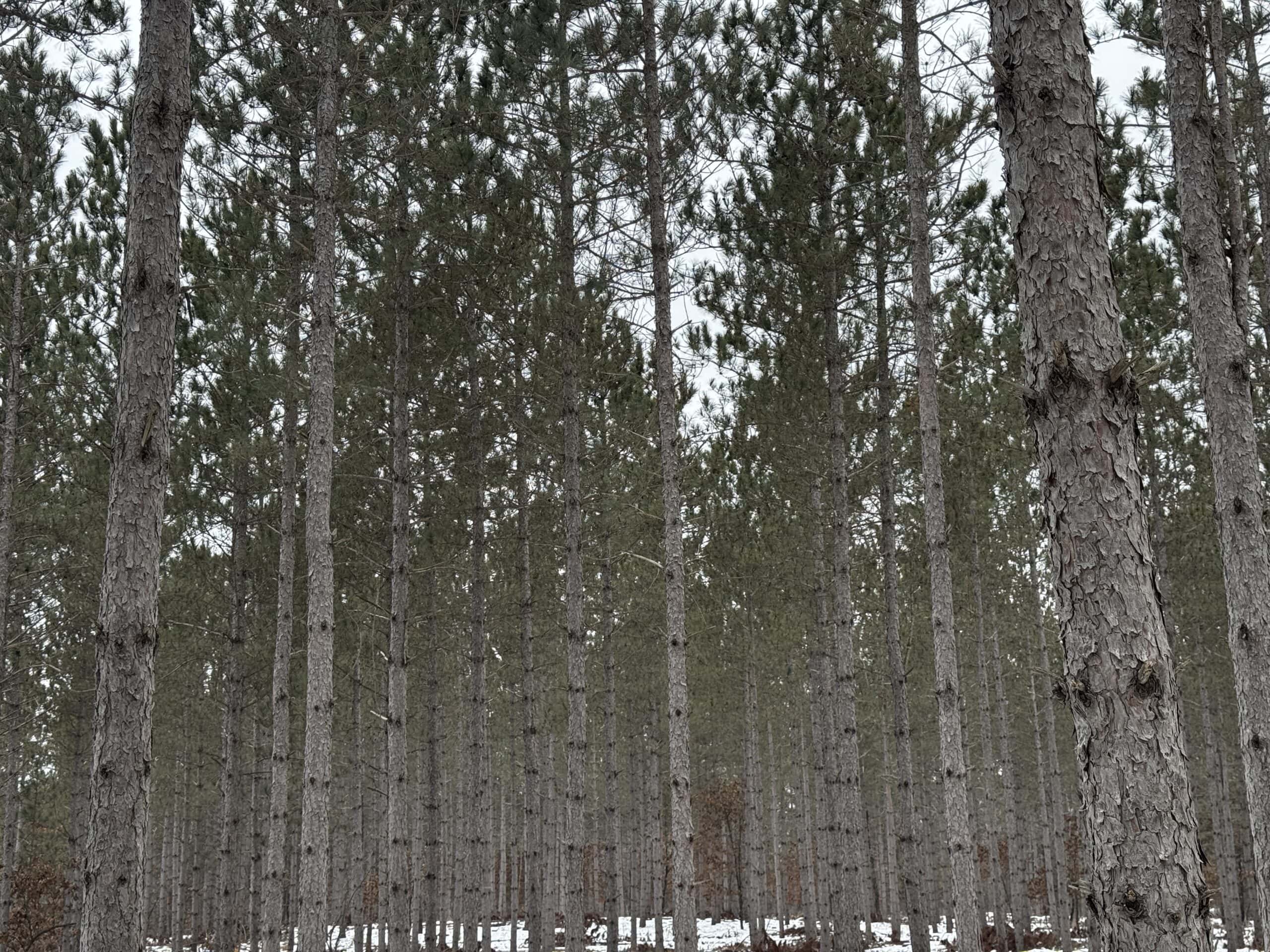 80± acre parcel in the Town of Necedah, Juneau County