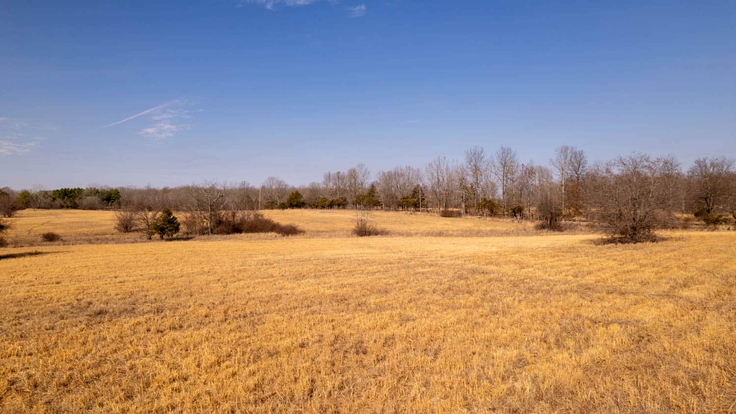 81 Acres in the Arkansas Ozarks