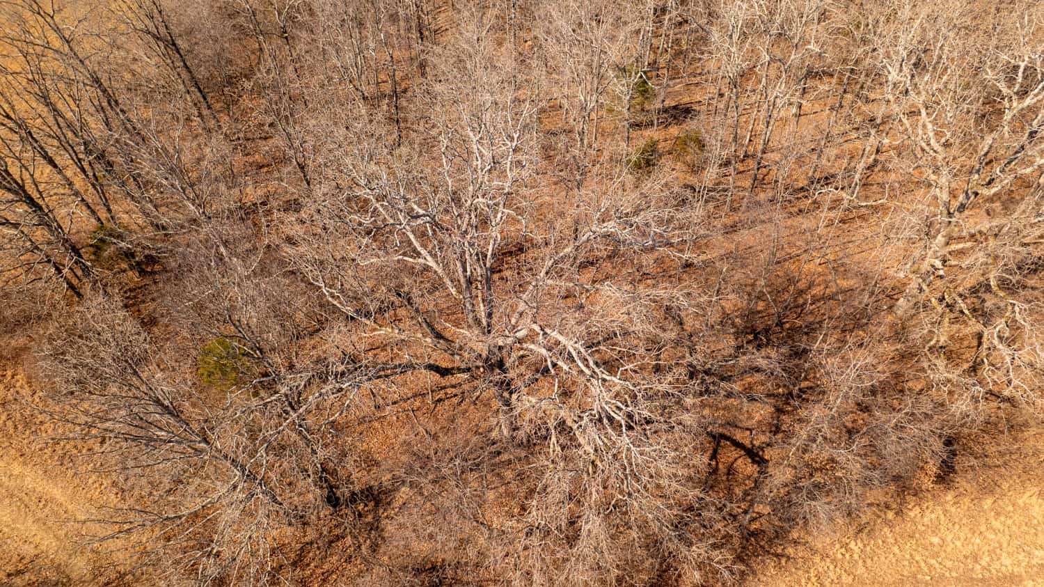 Prime Hunting Acreage in the Arkansas Ozarks