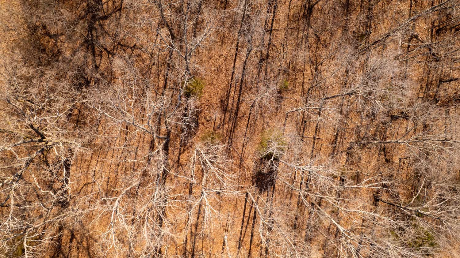 Prime Hunting Acreage in the Arkansas Ozarks