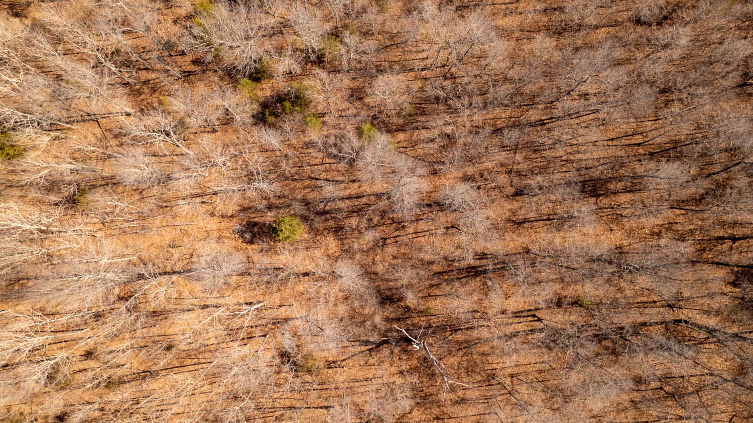 Prime Hunting Acreage in the Arkansas Ozarks