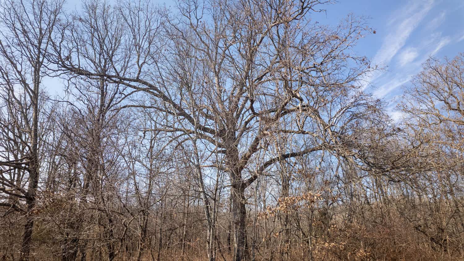 Prime Hunting Acreage in the Arkansas Ozarks