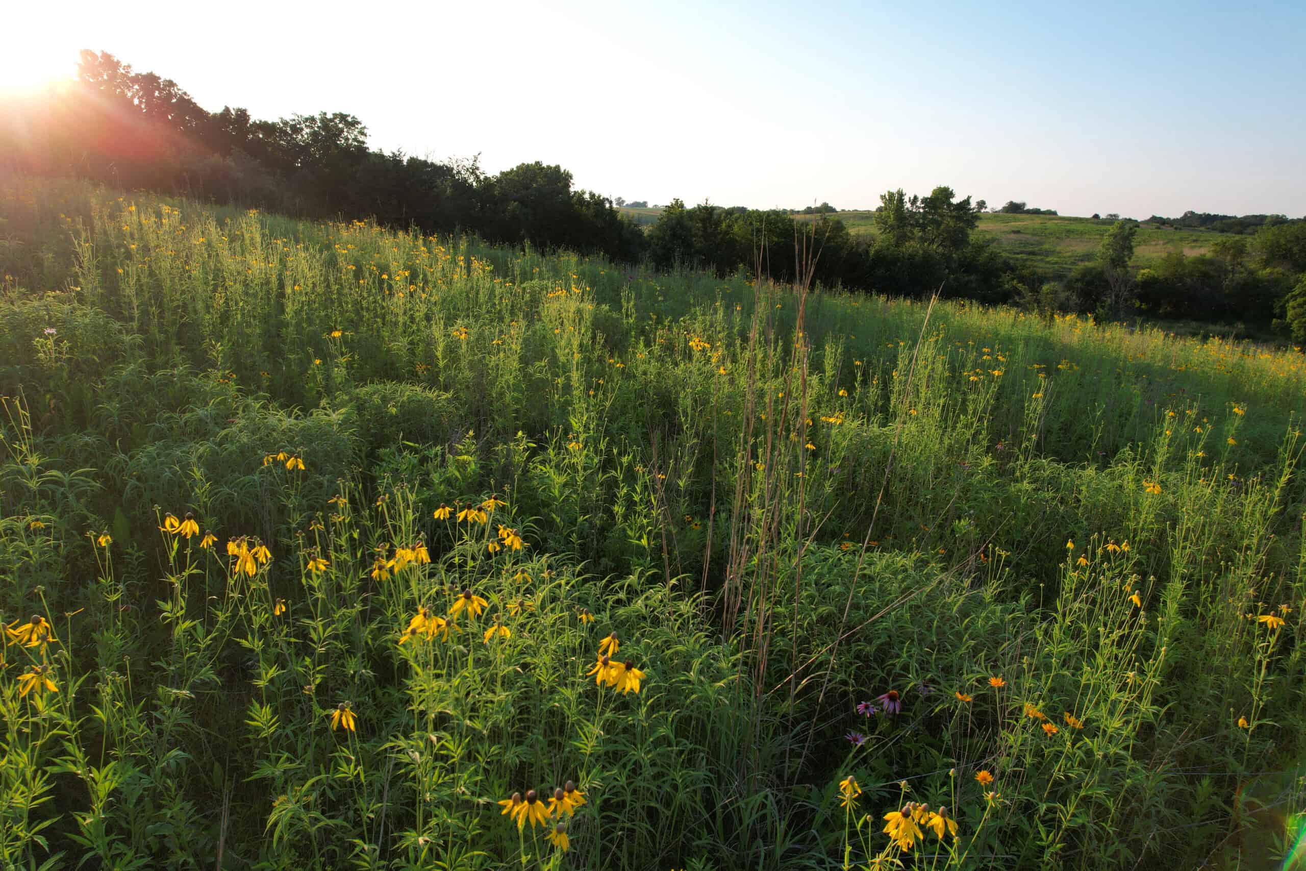 Southern Iowa Combination Hunting Tract