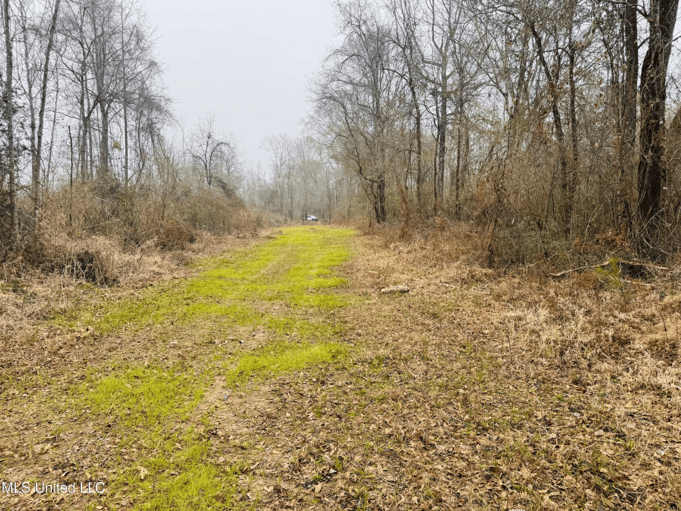 Hunting & Homesite Land Near Tylertown, MS