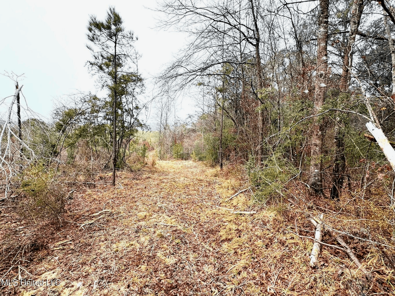 Hunting & Homesite Land Near Tylertown, MS