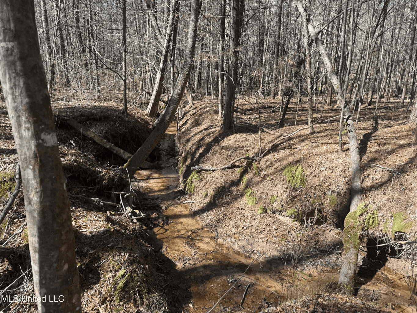 Hunting Land for Sale in Yalobusha County, MS
