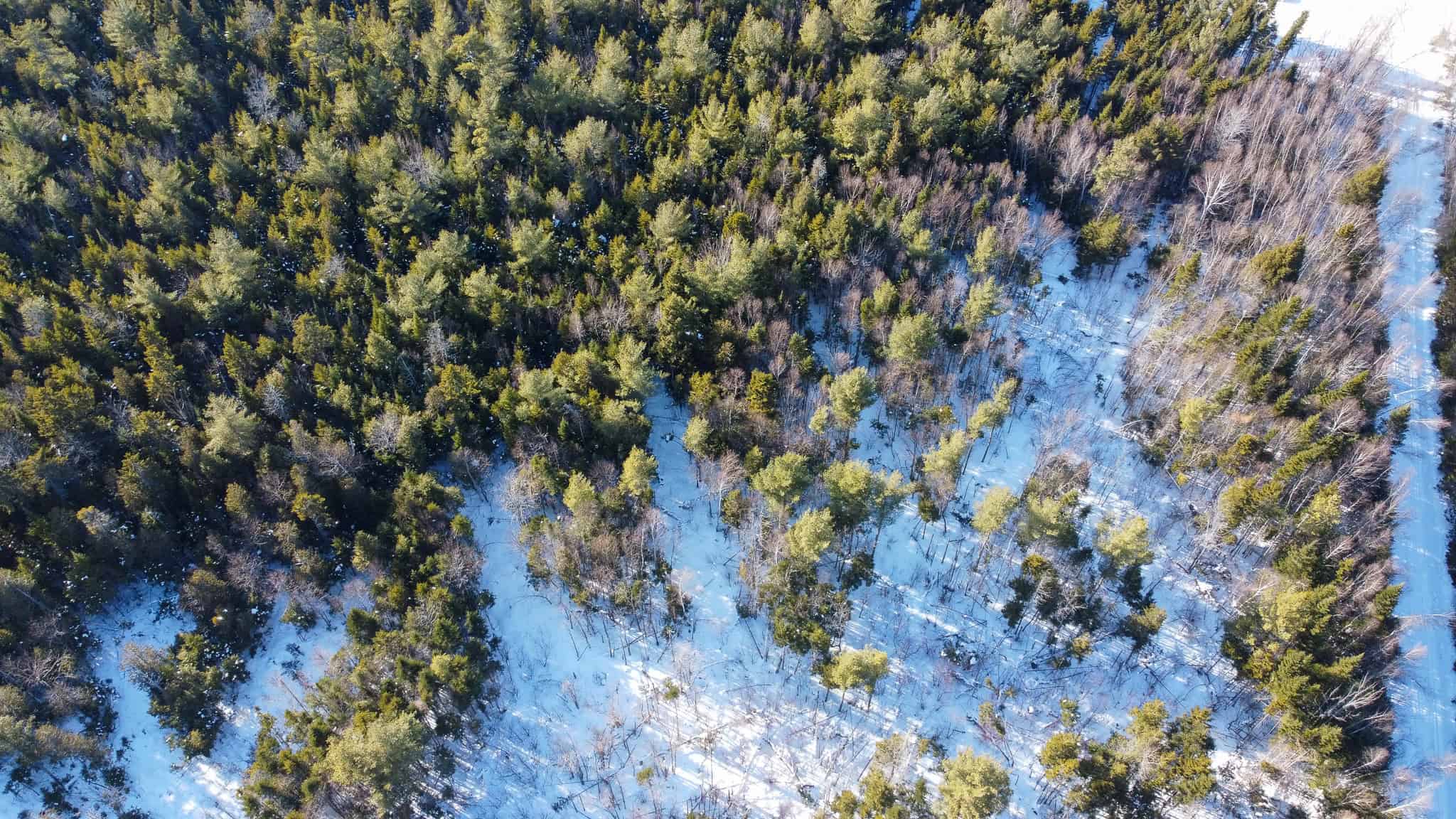 42.9 Acre Off-Grid Parcel – Prentiss, Maine