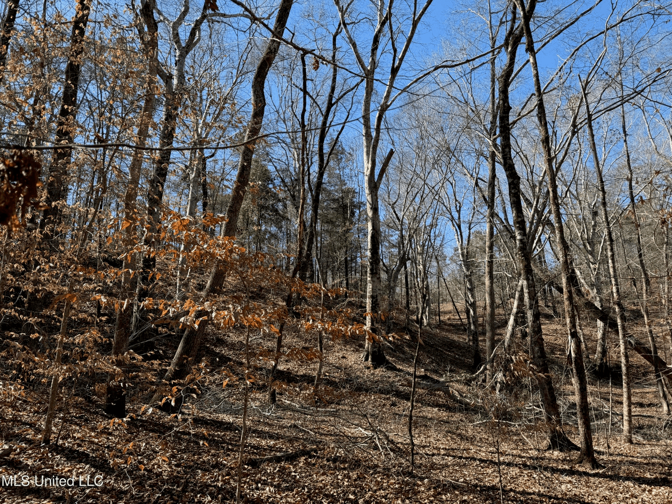 Hunting Land for Sale in Yalobusha County, MS