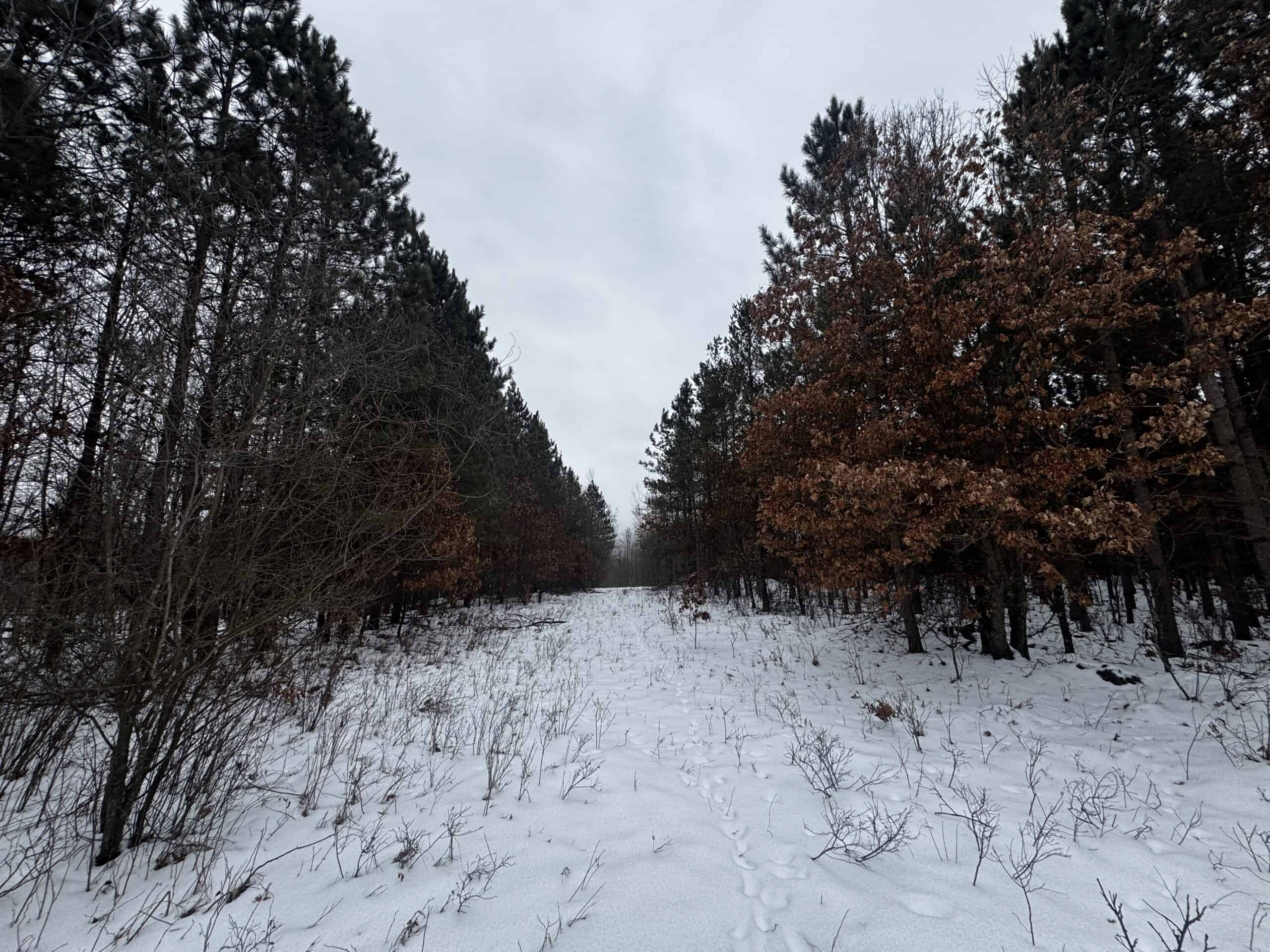 81.64± Acre Parcel in the Town of Clearfield, Juneau County