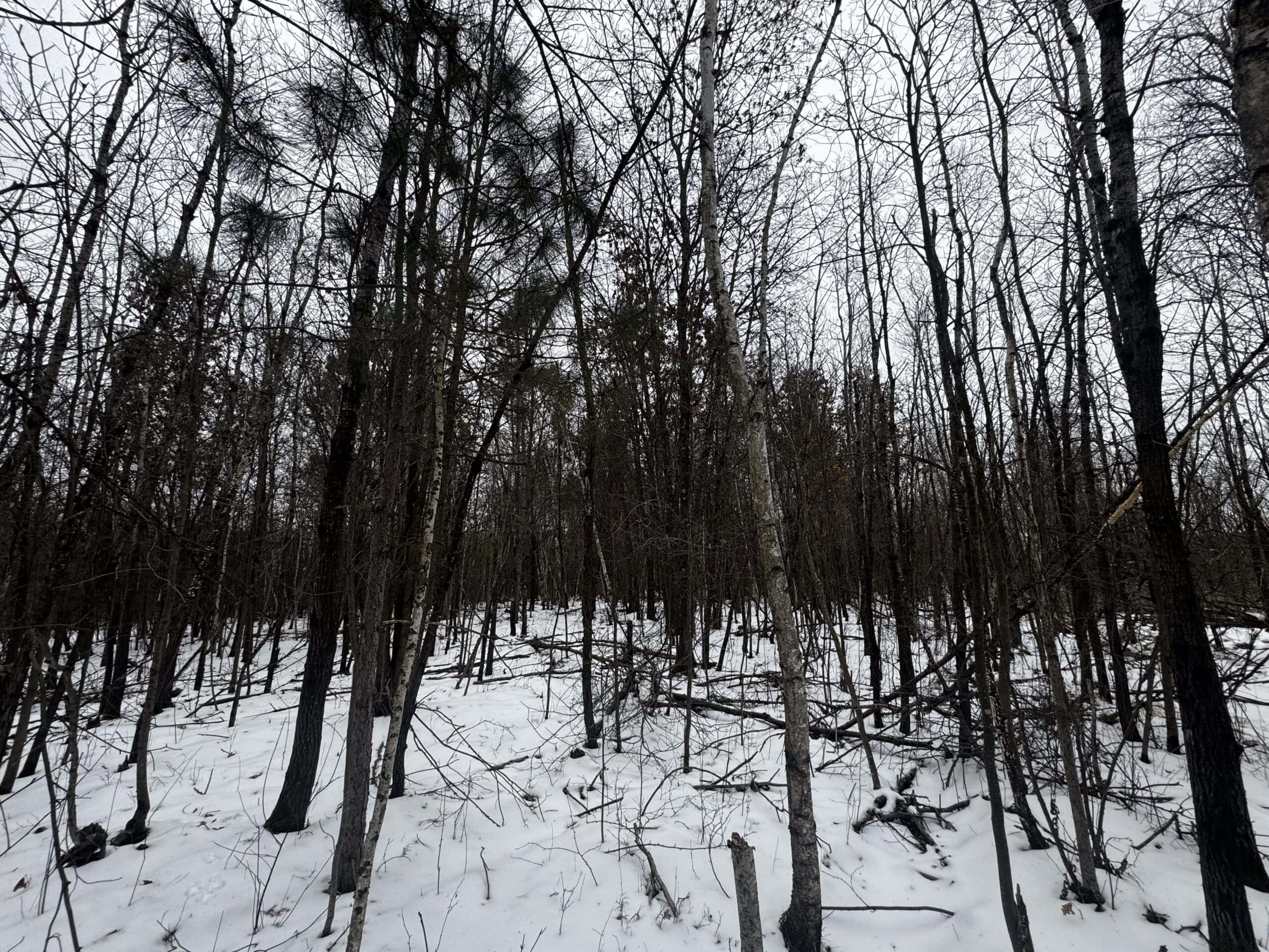 81.54± Acre Parcel in the Town of Clearfield, Juneau County