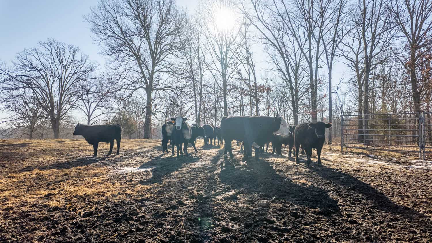 Beautiful Acreage in the Heart of the Missouri Ozarks | Alton