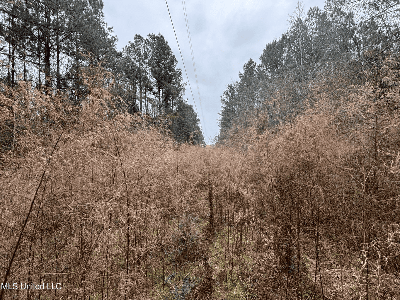 18 Acre Homesite in Magnolia, MS, Pike County