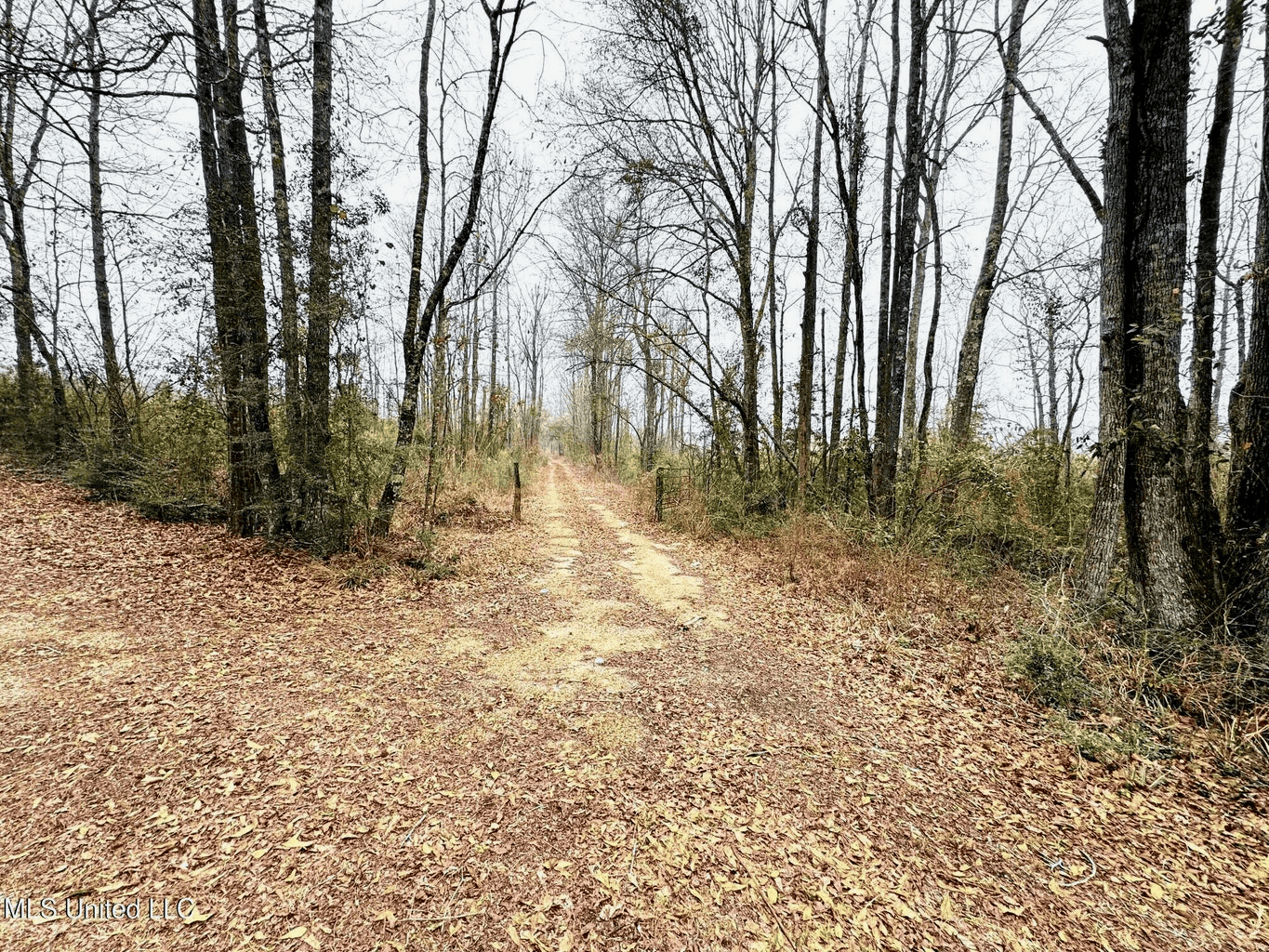 Hunting & Homesite Land Near Tylertown, MS