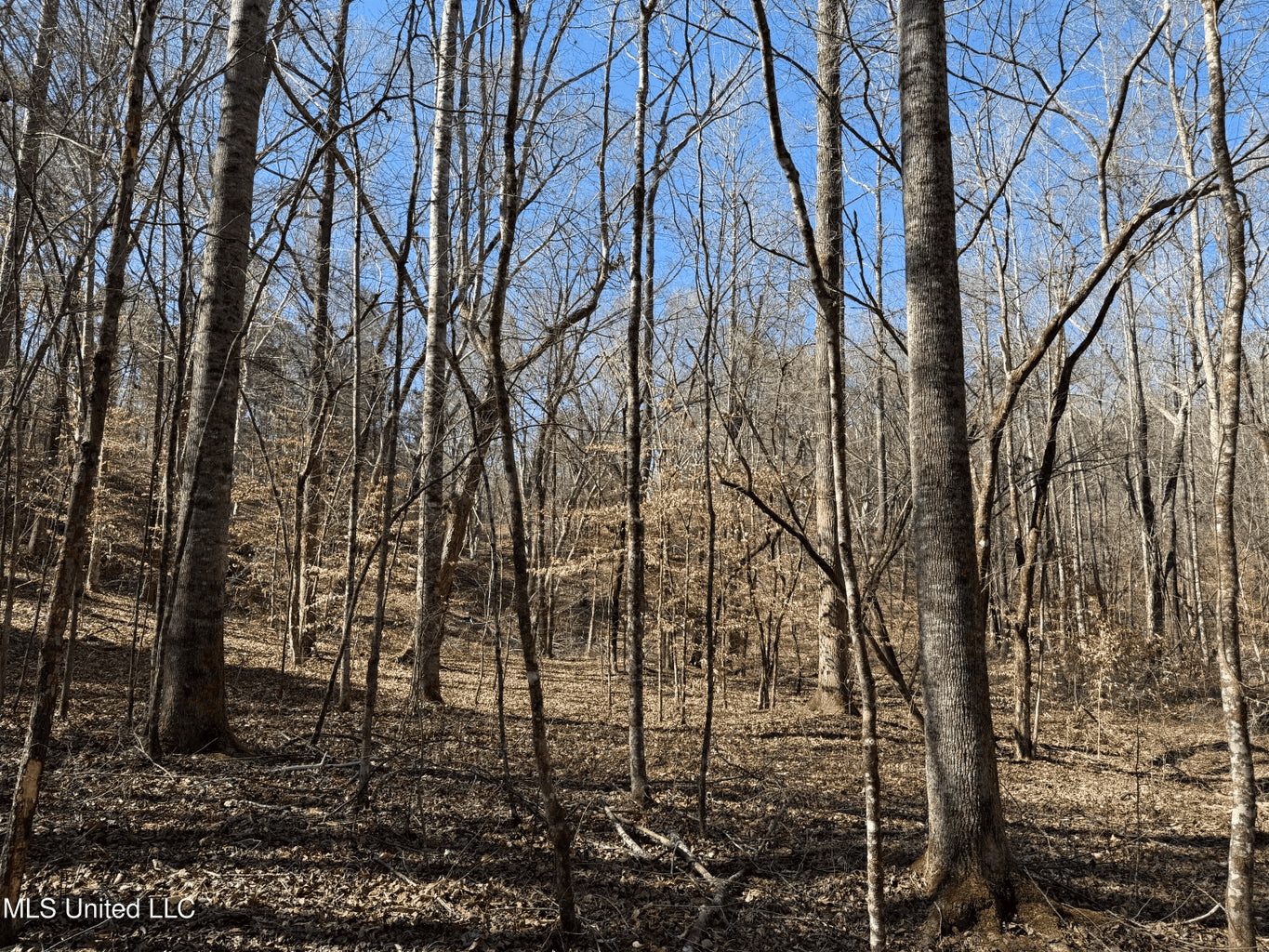 Hunting Land for Sale in Yalobusha County, MS