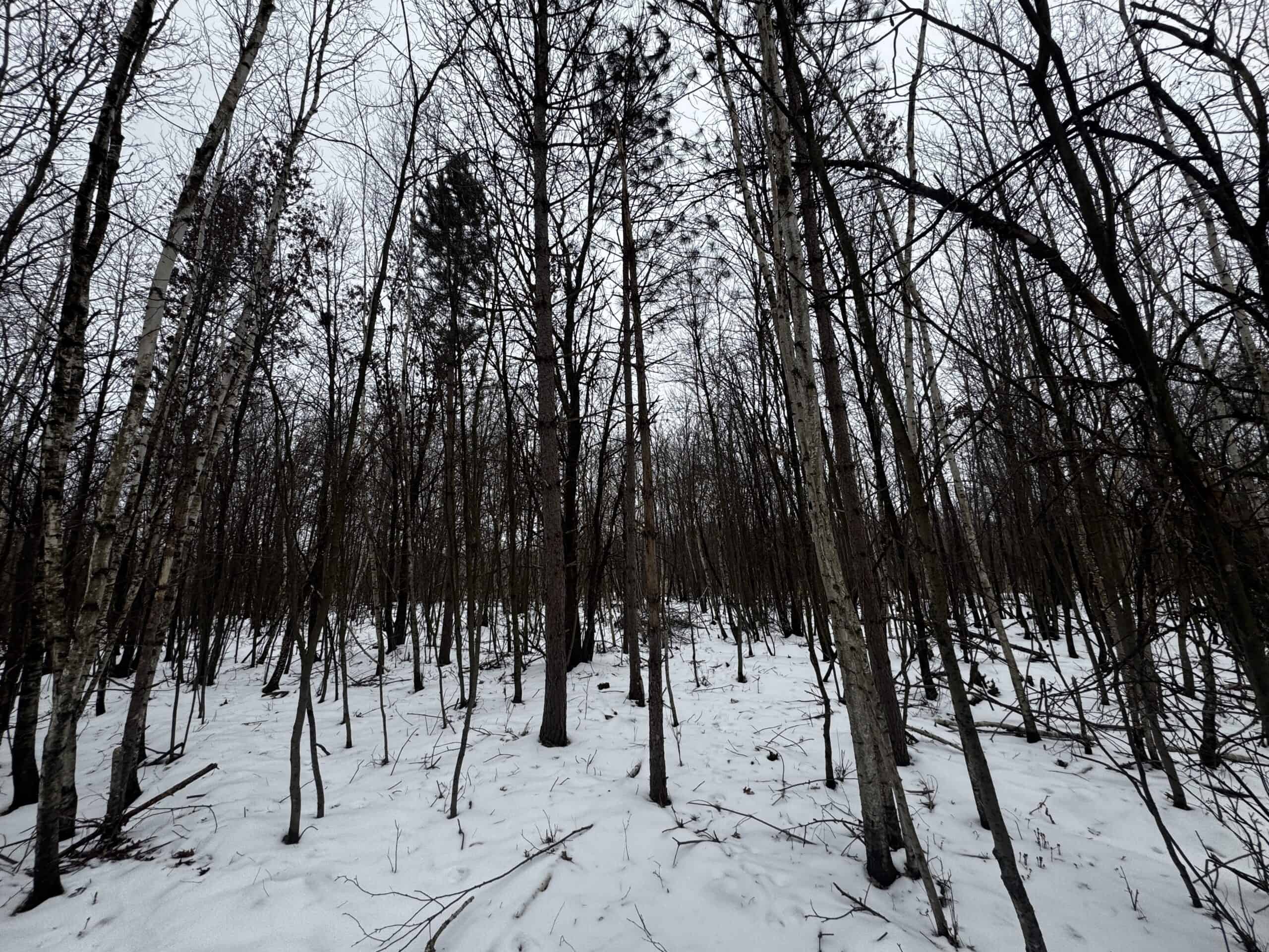 81.54± Acre Parcel in the Town of Clearfield, Juneau County
