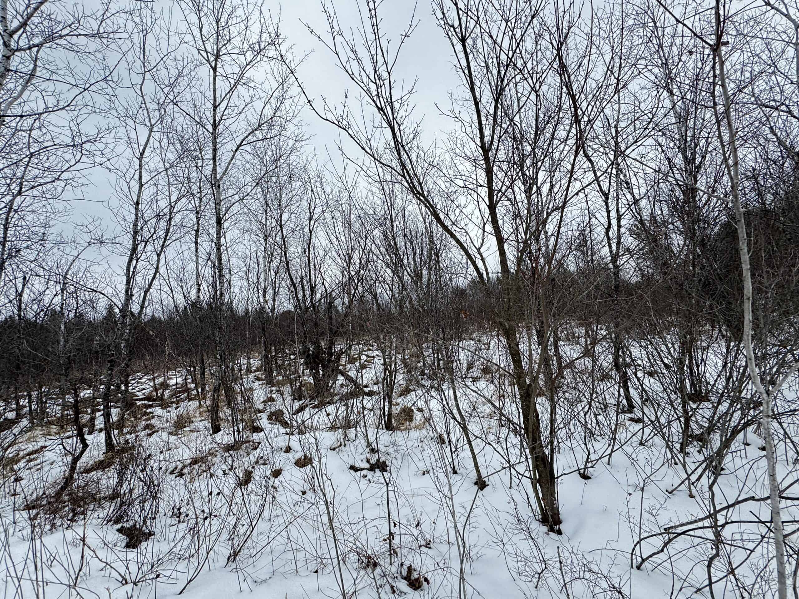 120± acre tract in the Town of Clearfield, Juneau County
