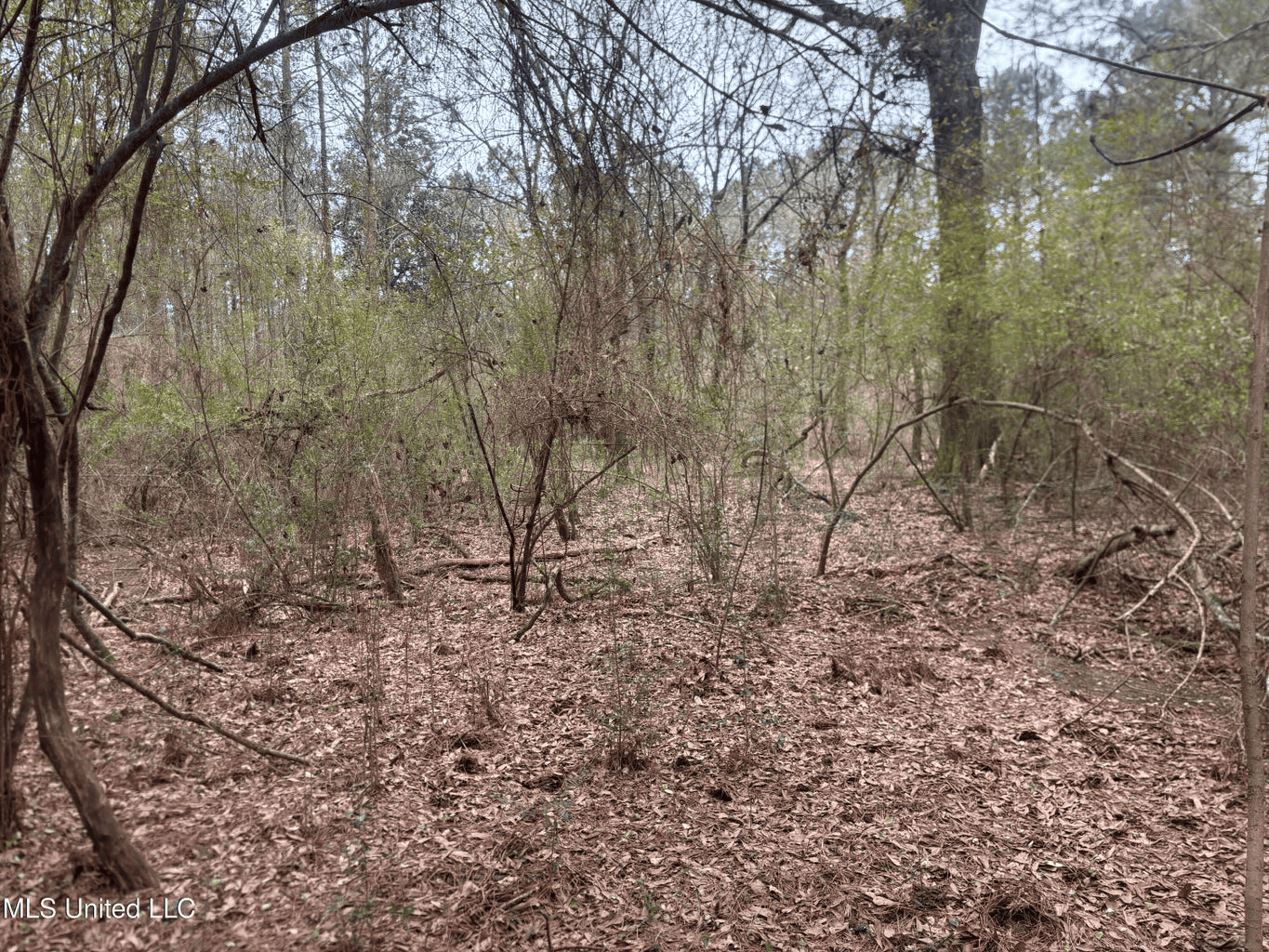 18 Acre Homesite in Magnolia, MS, Pike County
