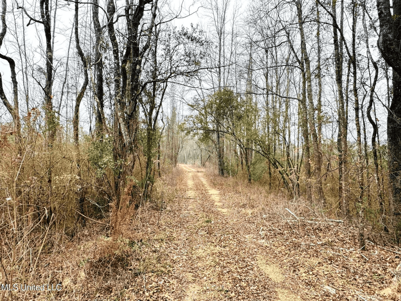 Hunting & Homesite Land Near Tylertown, MS