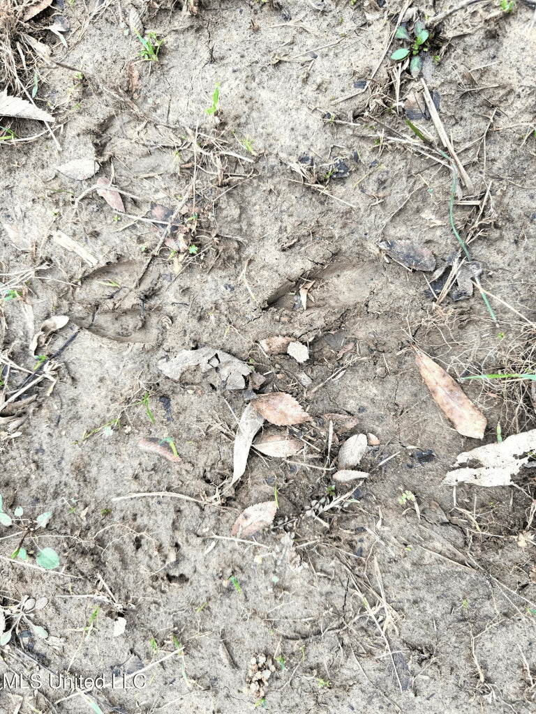Hunting & Homesite Land Near Tylertown, MS