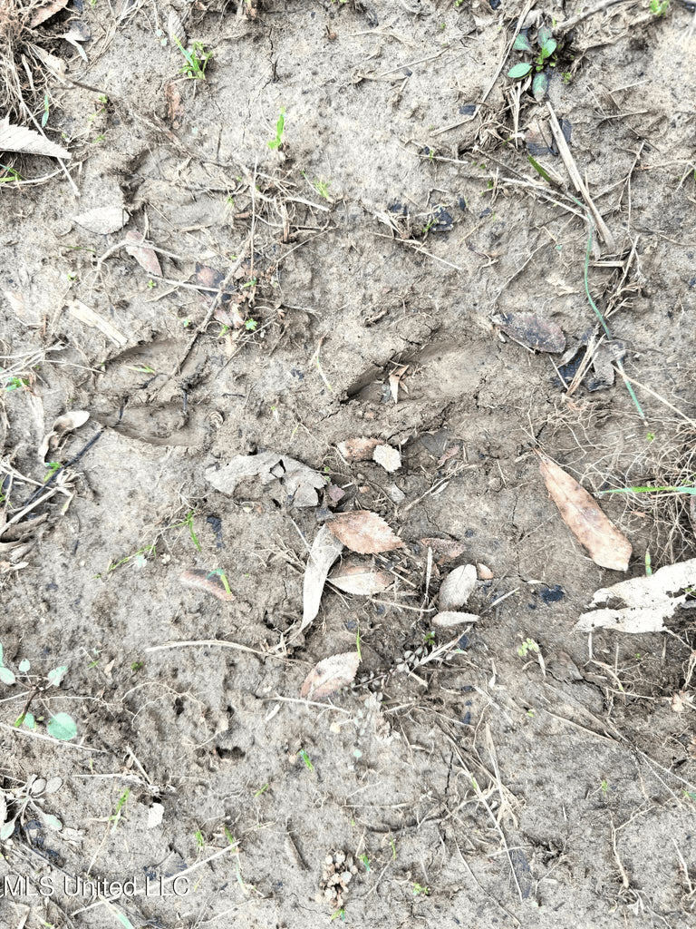 Hunting & Homesite Land Near Tylertown, MS