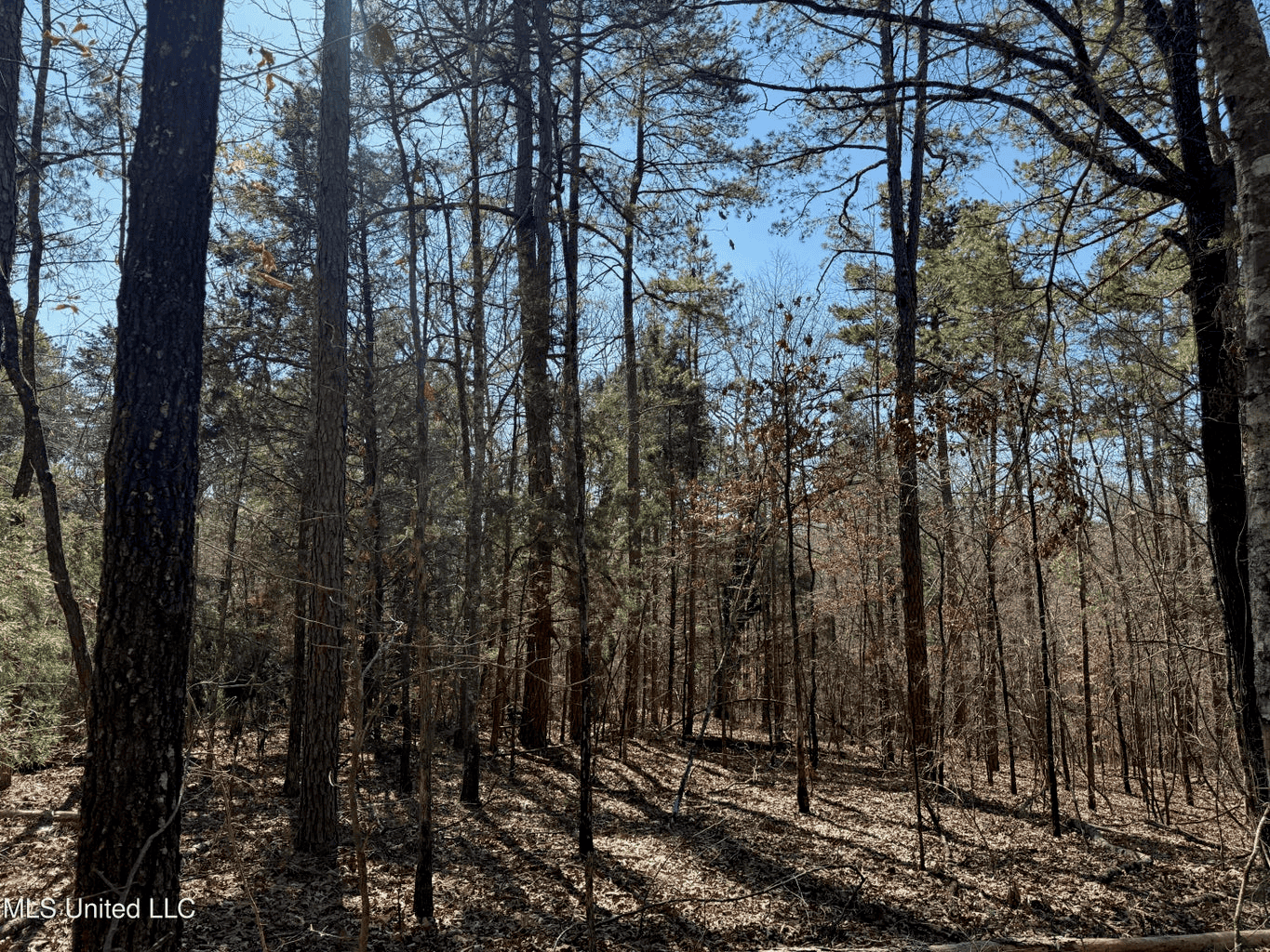 Hunting Land for Sale in Yalobusha County, MS