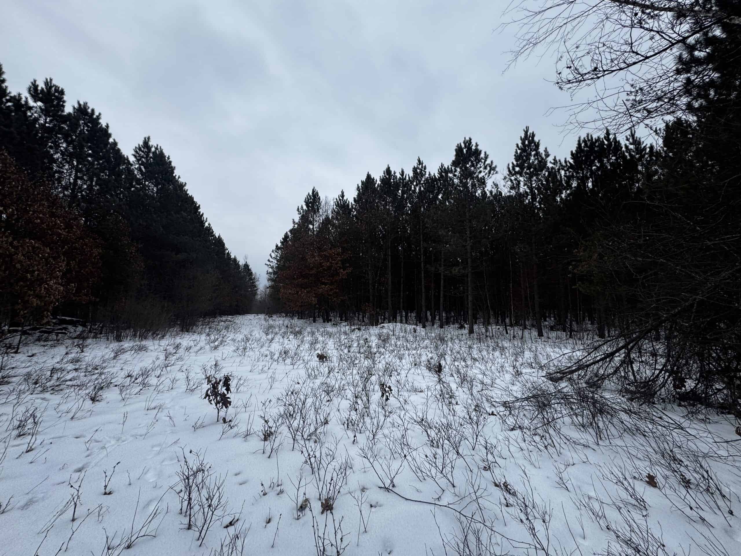 81.64± Acre Parcel in the Town of Clearfield, Juneau County