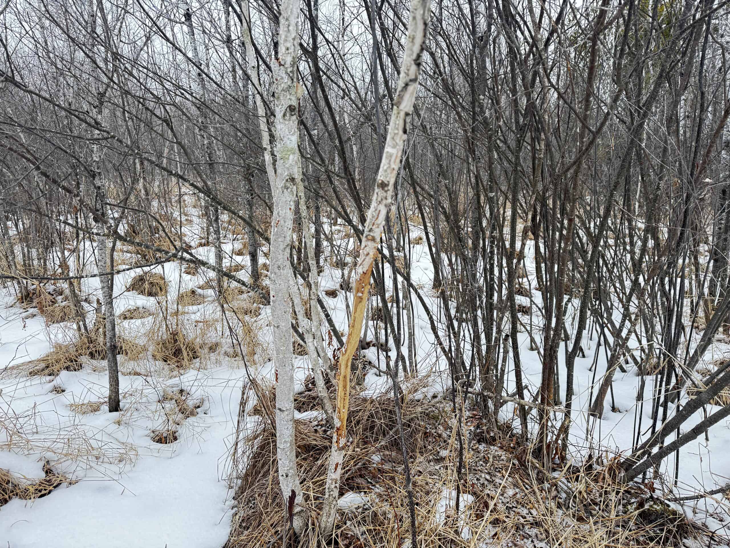 81.54± Acre Parcel in the Town of Clearfield, Juneau County