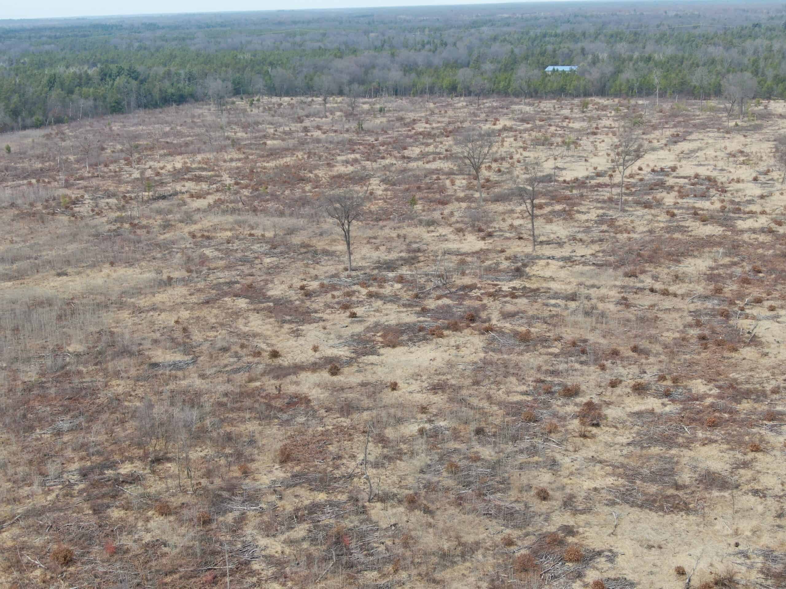 80 Acres of Juneau County Timber Land