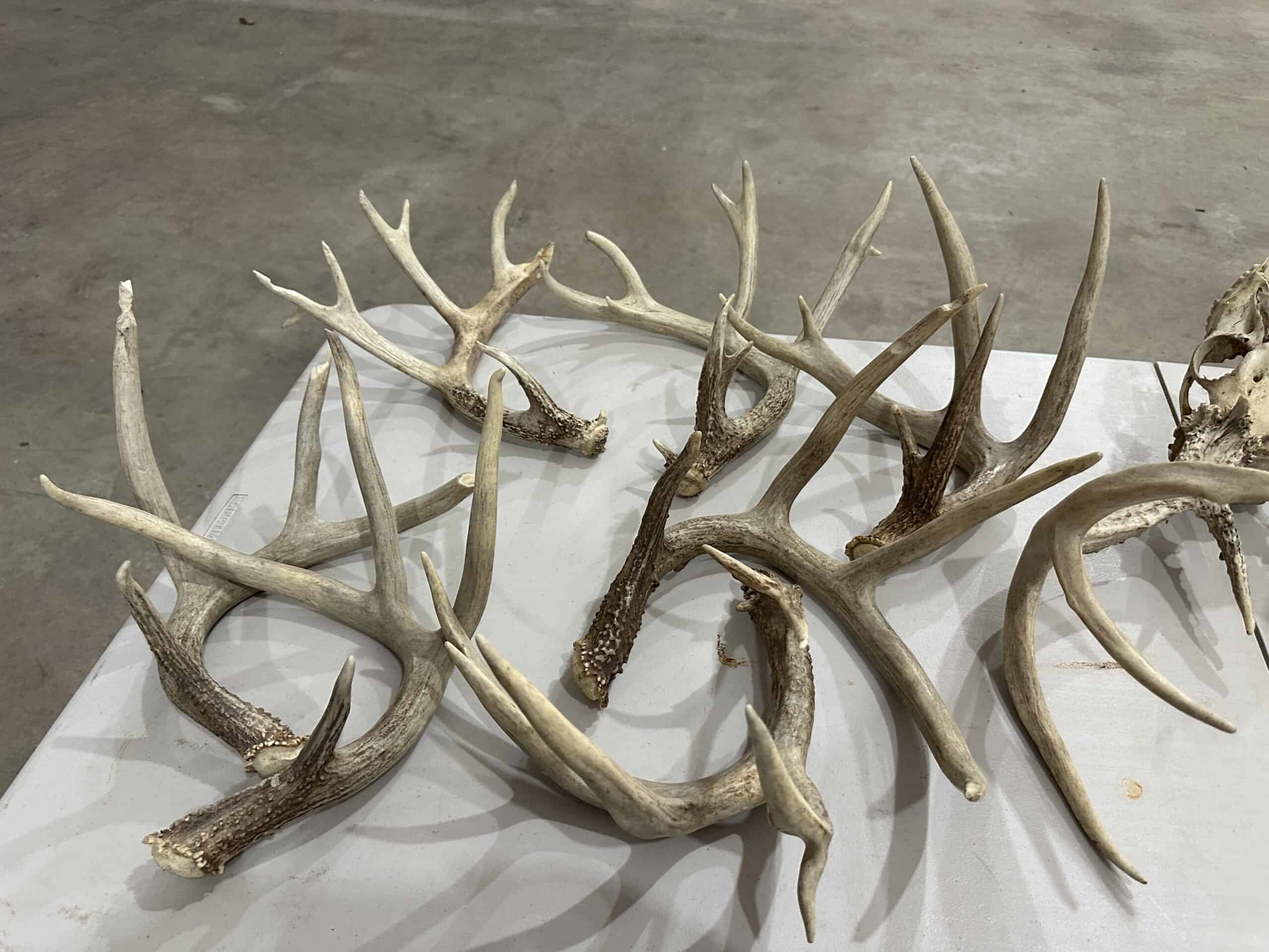 Exceptional Whitetail and Turkey Hunting Paradise in Clark County