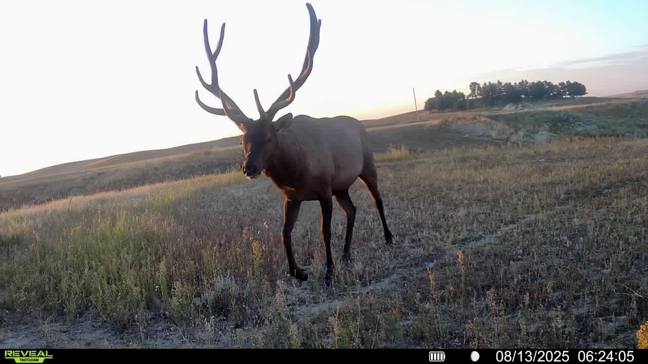 Newton Grove | Yellowstone County, Montana