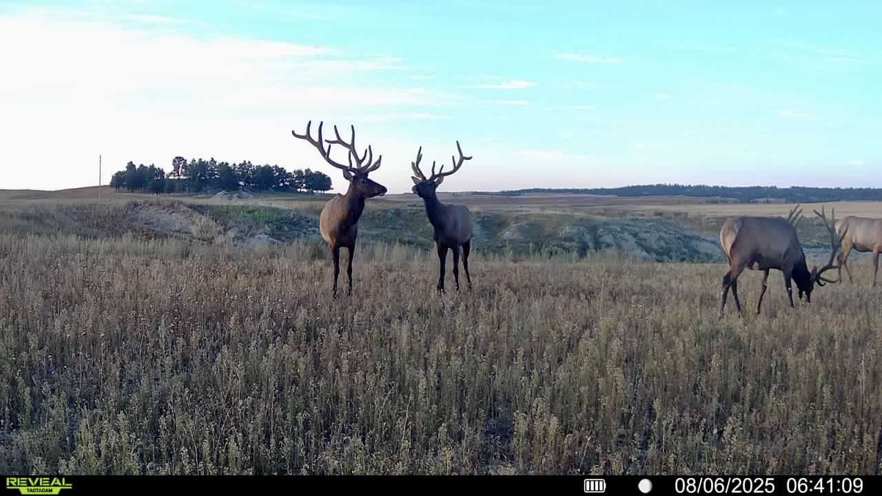 Newton Grove | Yellowstone County, Montana
