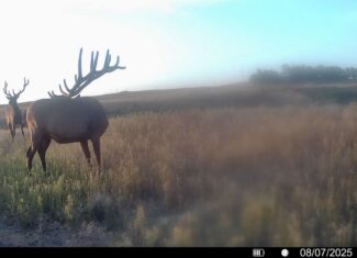 Newton Grove | Yellowstone County, Montana