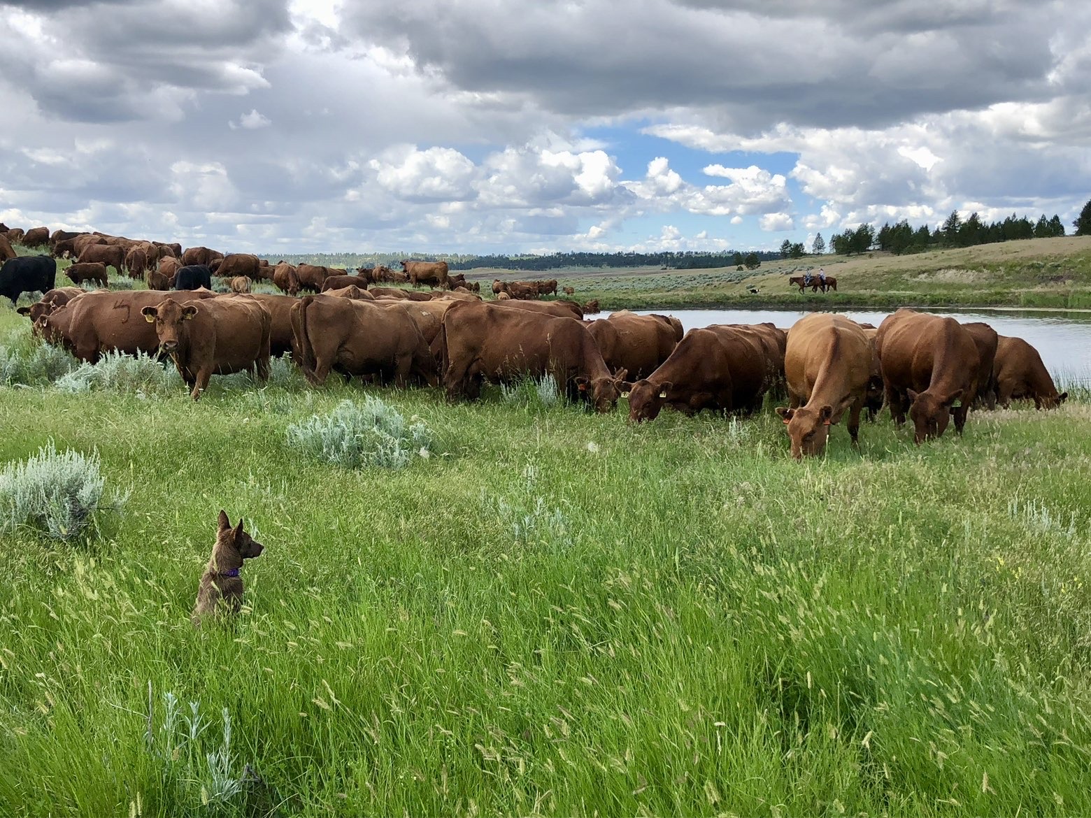 Newton Grove | Yellowstone County, Montana